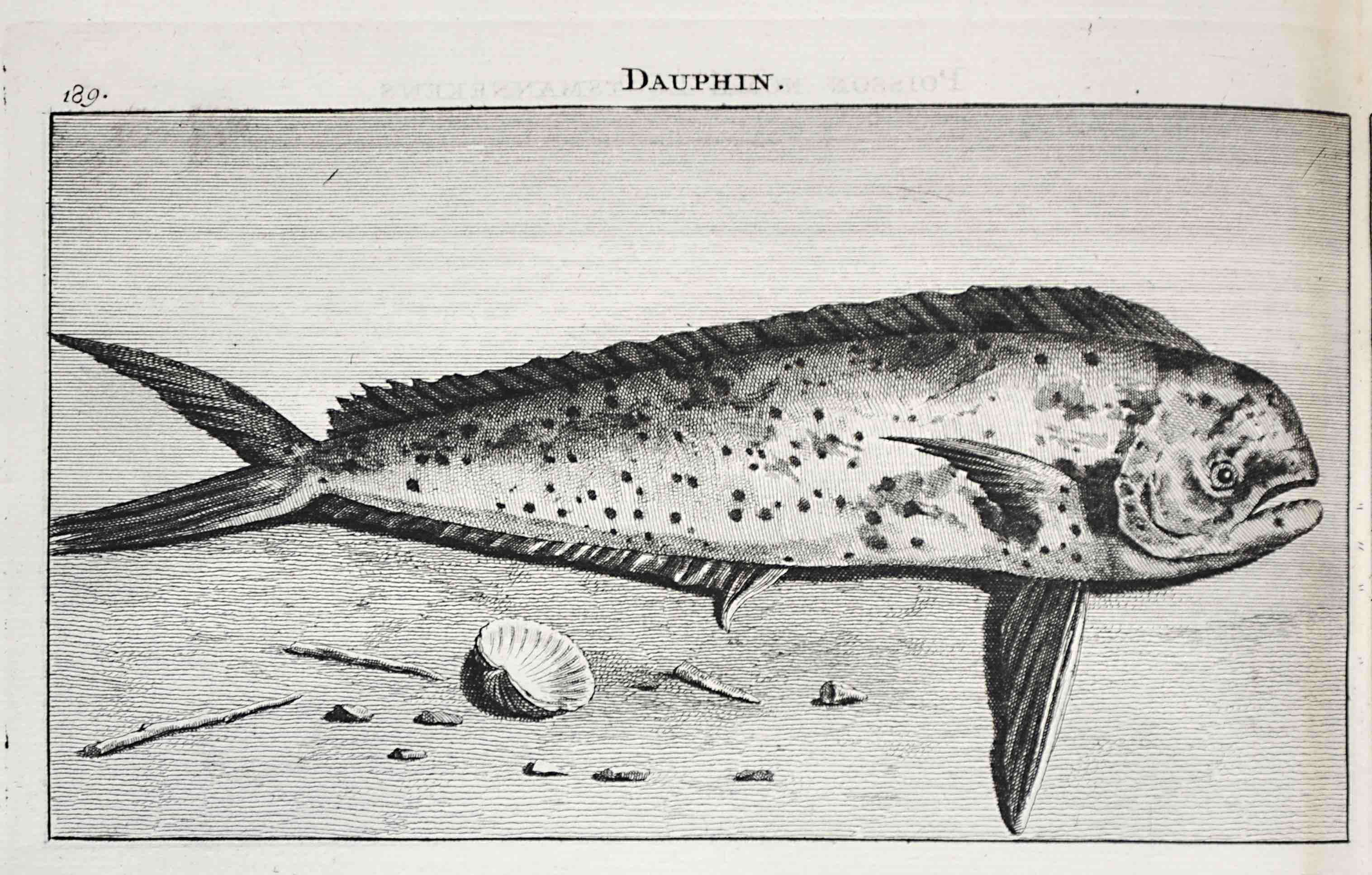 DE BRUJN (BRUYN), CORNELIS: - Voyages par la Moscovie, en Perse et aux Indes Orientales; ... on y a ajout la route qu'a suivie M. Isbrants, ambassadeur de Moscovie, en traversant la Russie et la Tartarie pour se rendre  la Chine et quelques remarques contre M. Chardin et Kaempfer.      Two volumes in one. Amsterdam, chez les Frres Wetstein, 1718.