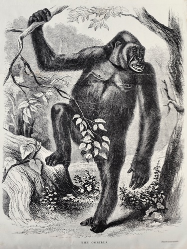 DU CHAILLU, PAUL BELLONI: - A Journey to Ashango-land: and Further Penetration into Equatorial Africa. London, John Murray, 1867.