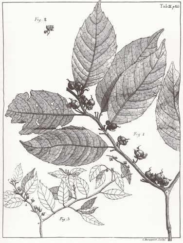 TORN, OLOF & EKEBERG, CARL GUSTAV / LINN, CARL VON (Editor): -  Reise des Herrn Olof Toree nach Surate und China, nebst einer kurzen Beschreibung von der chinesischen Feldkonomiae und einer Nachricht  von dem gegenwrtigen Zustande der englndischen Colonien in dem nrdlichen Amerika. Leipzig, Christian Gottlob Hilscher, 1772.