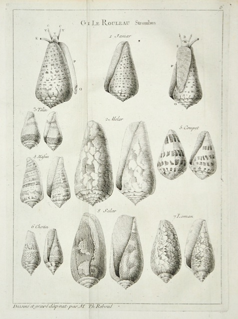 ADANSON, MICHEL: - Histoire naturelle du Sngal. Coquillages. Avec une relation abrge d'un voyage fait en ce pays pendant les annes 1749, 50, 51, 52 et 53. Paris, Claude-Jean-Baptiste Bache, 1757.